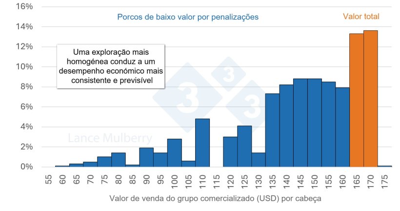 Figura 4: Reduzir o n&uacute;mero de porcos de crescimento lento n&atilde;o s&oacute; diminui as poss&iacute;veis penaliza&ccedil;&otilde;es, como tamb&eacute;m os custos associados &agrave; ocupa&ccedil;&atilde;o de menos espa&ccedil;o nos parques e &agrave; redu&ccedil;&atilde;o das horas de trabalho por porco, al&eacute;m de otimizar a taxa de convers&atilde;o alimentar.
